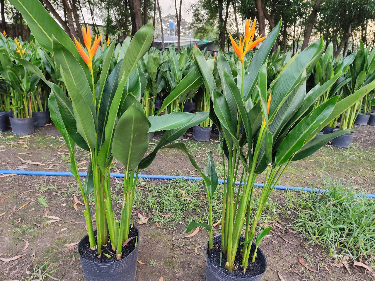 Cây Chuối Thiên Điểu giá rẻ - Trồng trong chậu trang trí nội thất