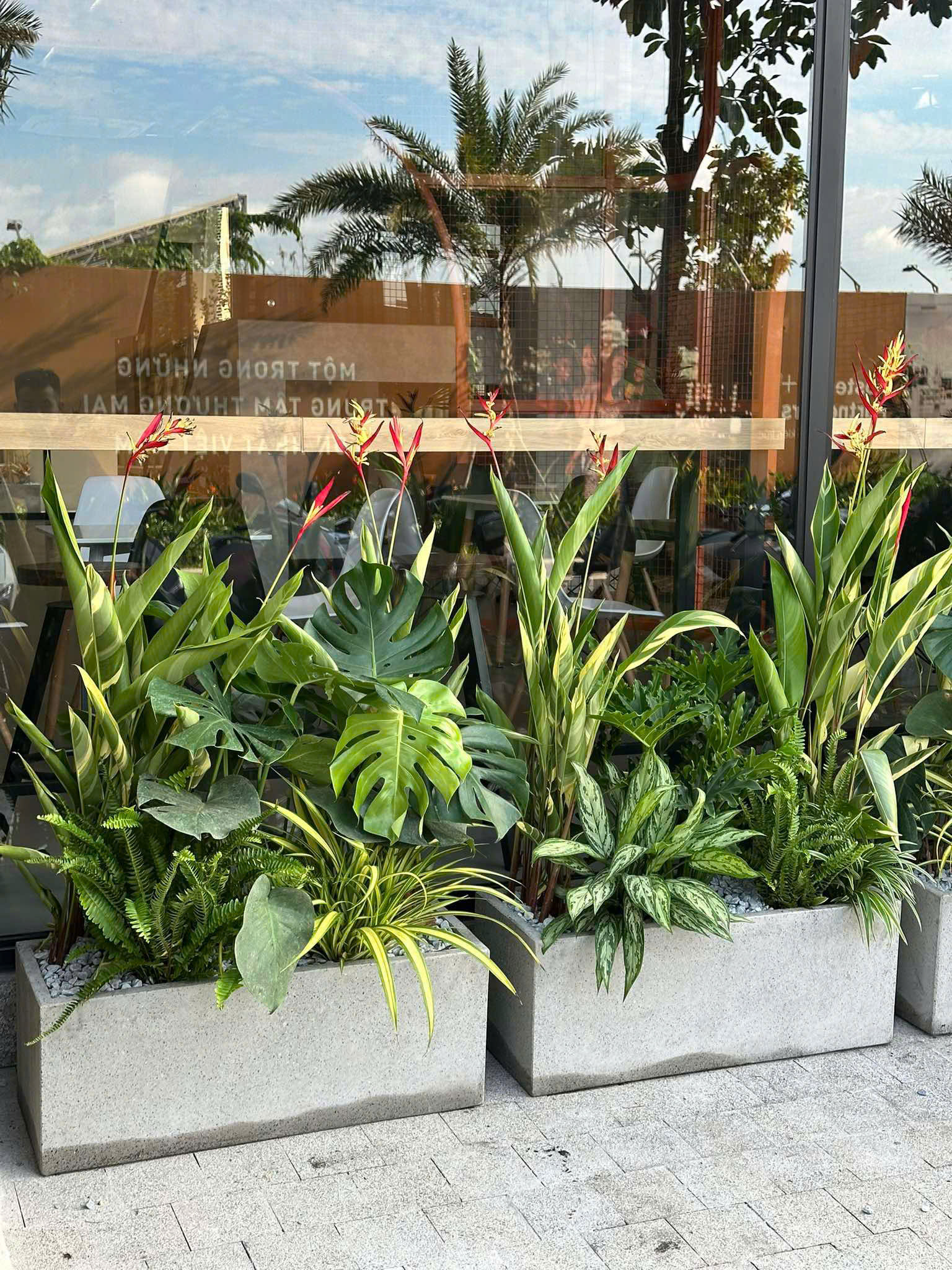 Góc xanh với cây Trầu Bà Nam Mỹ, mang lại sự tươi mát và phong thủy tốt.